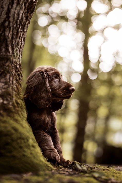 Dog Puppy Photography, Cool Dog Photography, Outside Dog Photoshoot, Puppy Shoot Ideas, Dog Photo Shoot Ideas Pet Photography, Dog Photography Forest, Dog Autumn Photography, Urban Dog Photography, Fun Dog Photoshoot