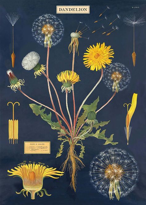 Floral Posters, Dandelion Art, Cover Books, Floral Poster, Scientific Illustration, Deco Floral, Hard Time, Botanical Illustration, Botanical Art