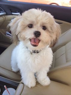 My Maltese shih tzu mix :) Anjing Maltese, Shih Tzu Maltese Mix, Perro Shih Tzu, Chien Shih Tzu, Maltese Shih Tzu, Shih Tzu Mix, 강아지 그림, Labrador Retriever Puppies, Maltese Puppy