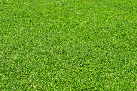 St Augustine Grass, Bermuda Grass, Plant Accessories, Types Of Grass, Grasses Landscaping, Landscape Construction, Grass Seed, Severe Weather, Outdoor Landscaping