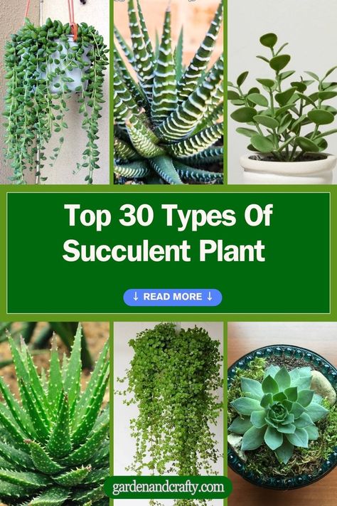 Top 30 Types Of Succulent Plant With Pictures And Names Succulent And Flower Garden, Names Of Succulent Plants, Succulent Types Chart, Succulent Identification Chart, Different Succulents Plants, Types Of Succulents With Pictures, Plants Name With Pictures, Identifying Succulents, Cactus Planting