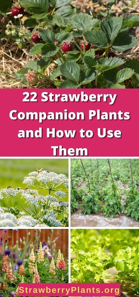 Backyard Berry Garden, Planting Strawberries In A Garden, Strawberries Raised Bed, Transplanting Strawberry Plants, Strawberry Plant Companion, Strawberries Companion Planting, Strawberry Garden Ideas Raised Beds, Everbearing Strawberry Plants, What To Plant With Strawberries