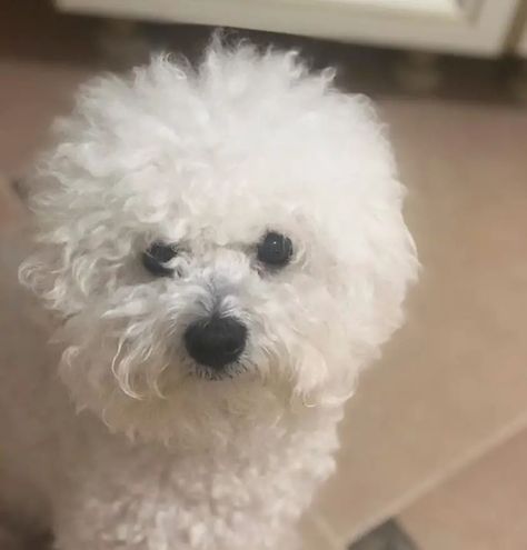 12 Haircuts for Bichon Frises - The Paws Bishon Dogs Grooming, Bishon Dogs Haircut, Sind Curtain Bangs, Was Sind Curtain Bangs, Bichon Frise Art, Bolognese Dog, Bichon Dog, Bichon Frise Puppy, Puppy Cut