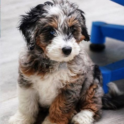 Mini Ausidoodle Puppies, Micro Bernedoodle Full Grown, Hyperallergic Dogs, Mini Bernedoodle Full Grown, Bernadoodle Mini, Miniature Bernedoodle, Blue Merle Aussiedoodle, Puppy Planning, Havapoo Puppies