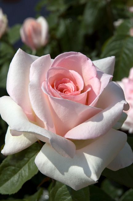 Kristina Webb, Rose Foto, Fragrant Roses, Simple Rose, Belle Rose, Have Inspiration, Hybrid Tea Roses, Rose Bush, Tea Rose