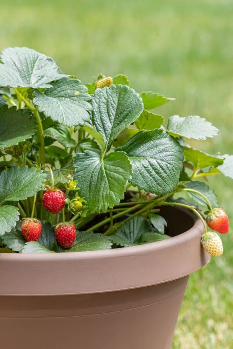 How To Grow Strawberries In Pots And Containers Strawberry Plant Care, Strawberry Trellis, Strawberries In Pots, Potted Strawberry Plants, Strawberry Planters Diy, Growing Strawberries In Containers, How To Grow Strawberries, Types Of Strawberries, Everbearing Strawberries