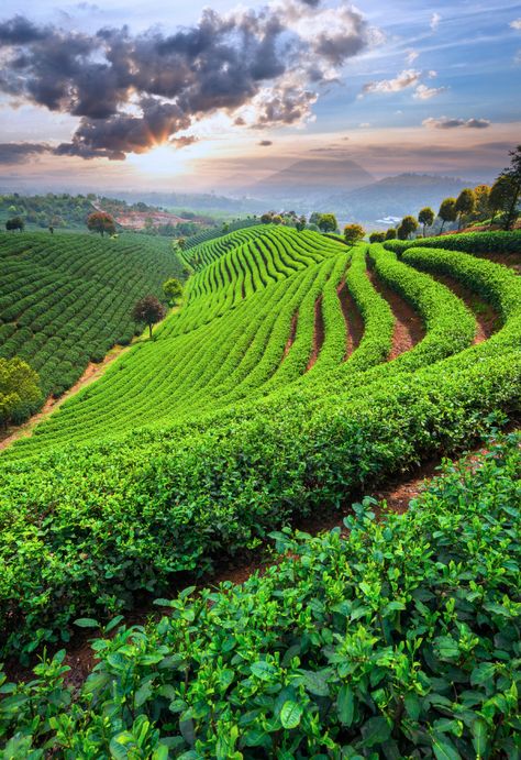 Tea Fields Photography, Hydroponic Grow Systems, Tea Farm, Tea Plant, Tea Culture, Natural Wine, Tea Garden, Natural Scenery, Insta Photo