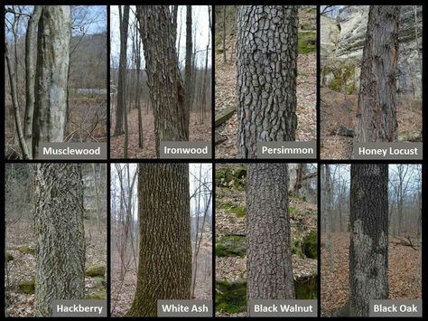 Bark Identification, Tree Bark Identification, Tree Leaf Identification, Identifying Trees, Leaf Identification, Tree Id, Tree Identification, Weird Plants, Wild Edibles