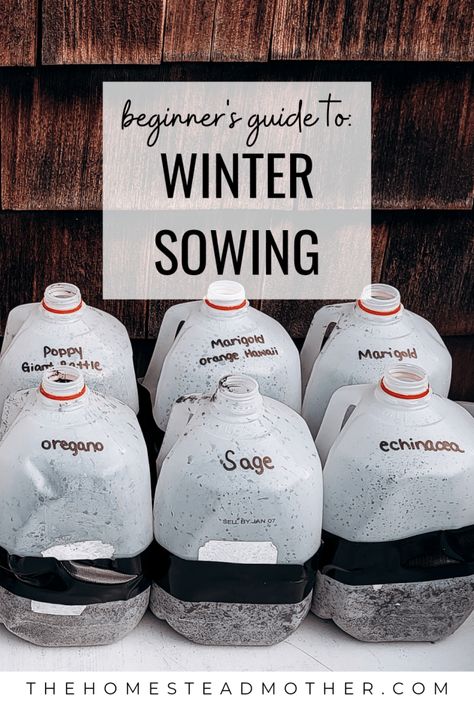 How to Winter Sow Seeds in Milk Jugs - Winter Sowing Schedule Zone 5, Winter Sowing Zone 7, Winter Sowing Seeds Milk Jug, Milk Jugs Garden, Winter Sowing, Impatiently Waiting, Garden 2023, Plant Kingdom, Green Gardens