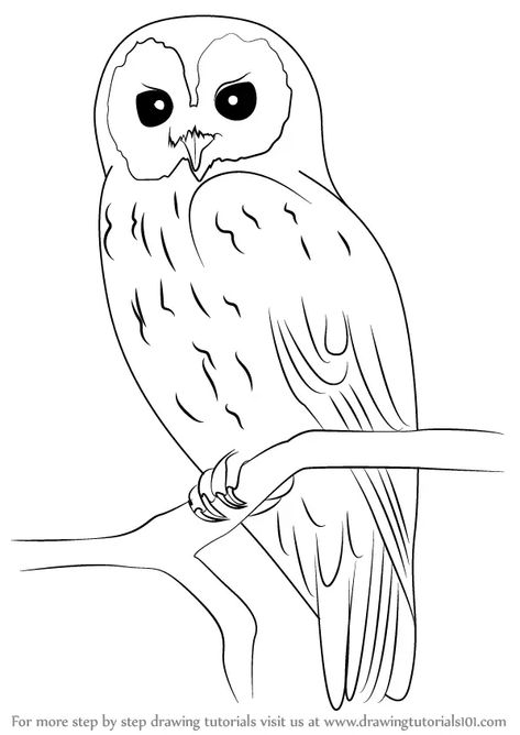 Learn How to Draw a Tawny Owl (Owls) Step by Step : Drawing Tutorials Pictures Of Owls To Draw, Owl Colouring Picture, Pictures To Trace Image, Tawny Owl Drawing, Cute Owl Drawing Simple, How To Draw A Owl, Owl Pictures Art, Traceable Drawings To Paint, How To Draw An Owl