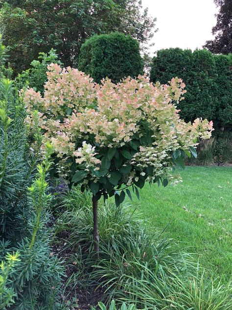 Symmetrical House Landscaping, Tree Hydrangea, Hydrangea Trees, Birch Garden, Quick Fire Hydrangea, White Flowering Trees, Hydrangea Tree, Types Of Hydrangeas, Hydrangea Varieties