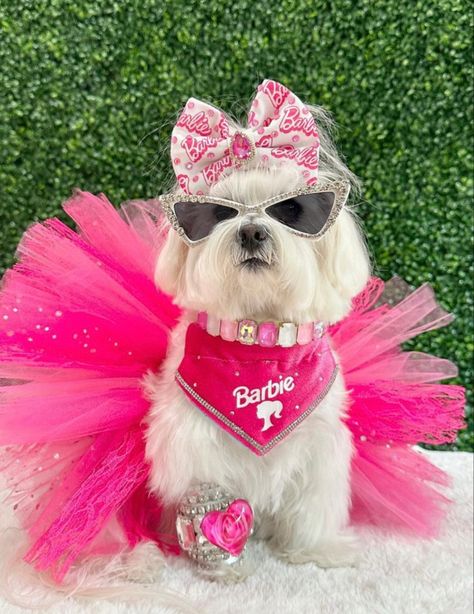 Barbie And Dog Costume, Baddie Dog, Barbie Dogs, Barbie Pets, Barbie Dog Costume, Dog Princess Costume, Yorkie Costumes Halloween, Barbie With Dog, Dog Birthday Pictures