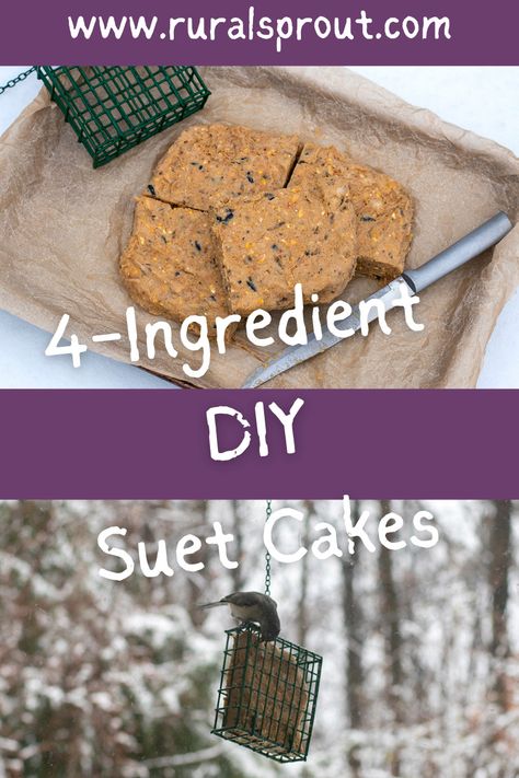 Diy Bird Seed Cakes, Homemade Bird Suet Cakes, How To Make Suet Cakes For Birds, Suet Cakes For Birds Recipes, Diy Suet Cakes, Diy Suet, Wildlife Projects, Bird Ideas, Bird Suet