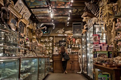 Evolution Store: Soho's Little Shop of Curiosities Manhattan Restaurants, Autumn In New York, Curiosity Shop, Cabinet Of Curiosities, Arte Cyberpunk, Art District, American Literature, New York Travel, Natural History