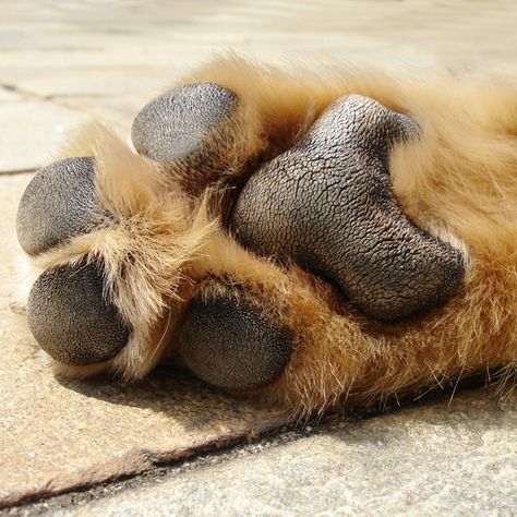 The weird odor of Frito feet in dogs arises when microscopic organisms proliferate due to diet, environmental conditions, and irregular hygiene. Best Hypoallergenic Dogs, Cute Dog Memes, Essential Oils Dogs, Hypoallergenic Dog Breed, Puppy Heaven, Cute Puppy Breeds, Really Cute Puppies, Dog Smells, Oils For Dogs