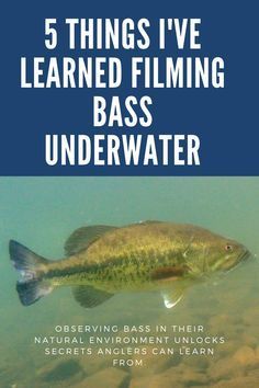 Fish For Beginners, Happy Birthday Fishing, Fish Chart, Crappie Fishing Tips, Largemouth Bass Fishing, Reef Fish, Fishing For Beginners, Bass Fishing Lures, Bass Fishing Tips