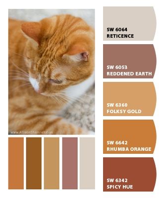 like this warm color pallet, it matches my cat...oh that's sad. Cat Color Pallete, Cat Colour Palette, Cat Colors Chart, Cat Color Palette, Cats Colors, Complimentary Colours, Paint Charts, Grey And White Cat, Fancy Cats