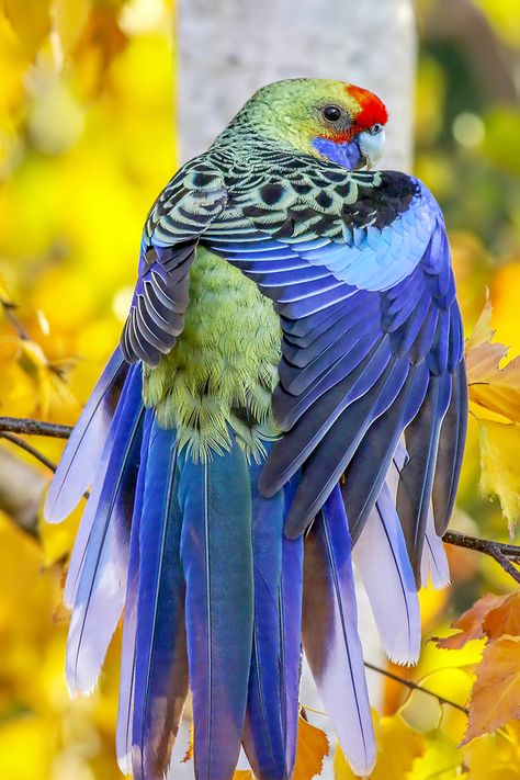 Crimson Rosella Crimson Rosella, Wallpaper Dog Aesthetic, Animals And Pet Supplies, Australian Parrots, Dog Tattoo Ideas, Fairy Wren, Wallpaper Dog, Aesthetic Dog, Australian Wildlife