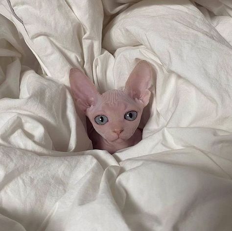 Sphynx Cat Aesthetic, Silly Cats Videos, Cute Hairless Cat, Bed Aesthetic, Saying Hi, Sphinx Cat, Cats Videos, Dream's Cat, Silly Cats Pictures