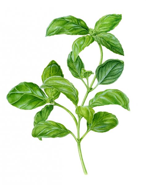 Basil watercolor illustration by Carolyn Jenkins #watercolor #illustration #realism #herbs #botanical Basil Botanical Illustration, Basil Painting, Basil Drawing, Basil Illustration, Herb Illustration, Herb Tattoo, Herbs Illustration, Watercolor Herbs, Basil Leaf