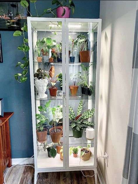 Plant Pots Ideas, Plant Cabinet, Ikea Plants, Welcome Home Decorations, Pots Ideas, Ganpati Decoration At Home, نباتات منزلية, Indoor Greenhouse, Plant Care Houseplant