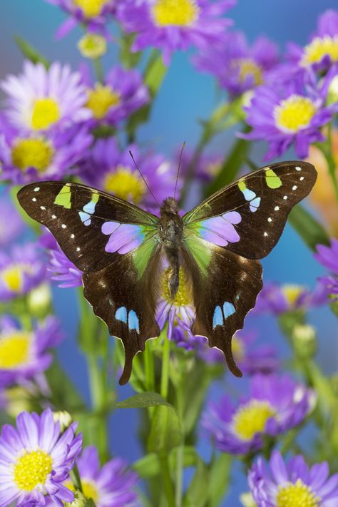 Butterflies Real, Butterflies Aesthetic, Tropical Butterfly, Dragon Flys, Types Of Butterflies, Beautiful Butterfly Pictures, Big Butterfly, Beautiful Flowers Photos, Beautiful Bugs