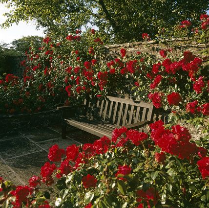 Red Patio Furniture, Red Roses Garden, Rose Aesthetic, Garden Seat, Rose Rouge, Garden Seating, Rose Cottage, Alam Semula Jadi, Garden Patio Furniture