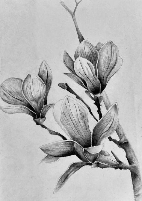 Botanical Pencil Drawings, Pencil Drawing Images Flowers, Drawing Ideas Flowers Pencil, Charcoal Flower Drawing, Charcoal Flowers, Flower Pencil Drawings, Flower Sketch Pencil, Pencil Drawings Of Flowers, Animal Tattoo Ideas