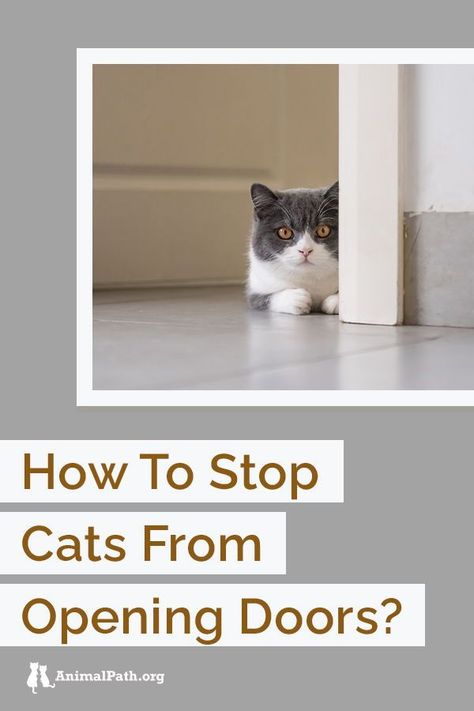 How to stop cats from opening doors? Plastic Floor Mat, Cat Deterrent, Curiosity Killed The Cat, Scared Cat, Swinging Doors, Curious Creatures, Opening Doors, Cat Ideas, Cat Help