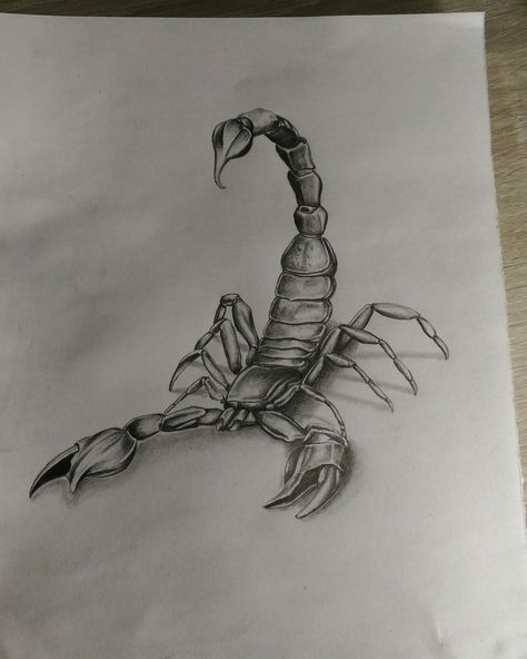 Realistic Scorpion Drawing, How To Draw A Scorpion, Scorpion Drawing Simple, Scorpion Sketch, Scorpion Drawing, Scorpion Art, Koi Fish Drawing, Scary Drawings, Panda Tattoo