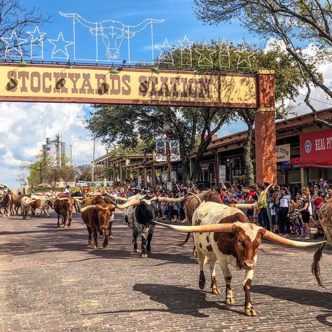 The perfect day trip from Dallas, or neighboring Texas cities! Running With The Bulls, Day Trips From Dallas, Ft Worth Texas, Tomball Texas, Texas City, Dude Ranch, Ft Worth, Bull Riding, Art District