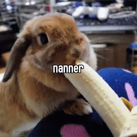 Animals With Captions, Silly Rabbit, Rabbit Eating, Funny Bunnies, Silly Animals, Silly Cats, Really Funny Pictures, Animal Memes