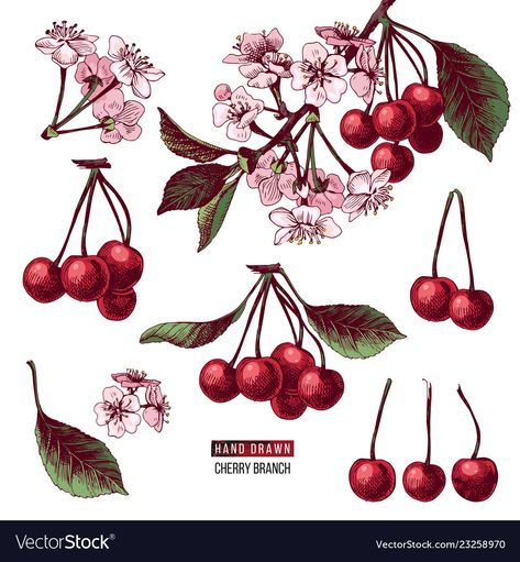 Cherry Botanical Illustration, Abstract Cherry Tattoo, Cherry Branch Drawing, Cherry Vine Tattoo, Fruit Branch Tattoo, Cherry Illustration Design, Cherry Branch Tattoo, Fruit Vine Tattoo, Cherries Illustration