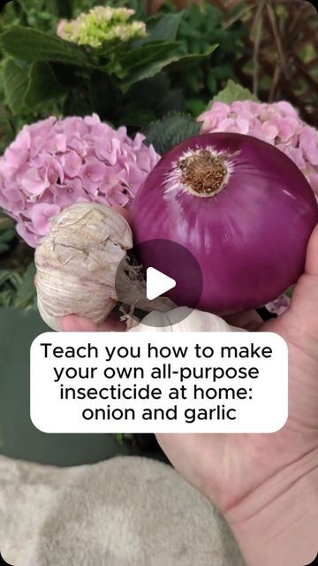 Gardening Soul on Instagram: "onion and garlic watering for plants #backyardgardening #gardeninglife #vegetablegardening #vegetablegarden #gardeningtips #gardeninglove #organicgardening #gardensofinstagram #gardenideas #urbangardening #gardeningistherapy #gardeninggoals #homegardening #gardeninspiration #lovegardening #gardeningisfun #countrygarden #veggiegarden #happygardening" Garden Hacks, Gardening Tips, Make Your Own, Garlic, Make It Yourself, Plants, Water, On Instagram, Instagram