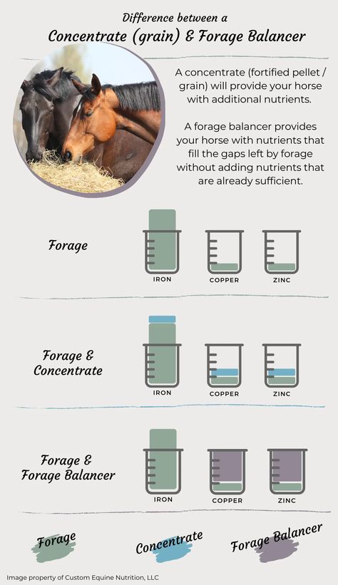 The difference between a Forage Balancer and Concentrate – Custom Equine Nutrition Horse Nutrition, Equine Nutrition, Horse Books, Yes But, Nutrition, Horses, Wonder