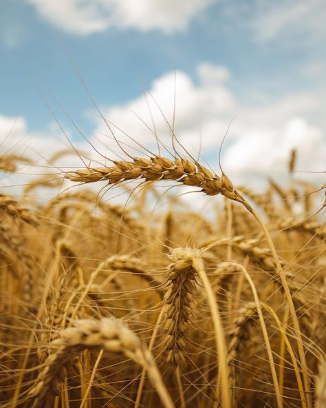 Maija Bidiņa on Instagram: “Golden crop fields are my weakness 💛🌾” Avatar Disney, Crop Field, Crop Pictures, My Weakness, Fields Of Gold, Fields Photography, Crop Image, Natural Forms, Design Project