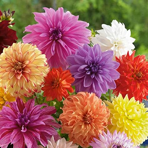 Dinnerplate Dahlia, Summer Blooming Flowers, Dahlia Bulbs, Summer Bulbs, Gladiolus Flower, Lilac Bushes, Dahlias Garden, Fall Bulbs, Zone 5