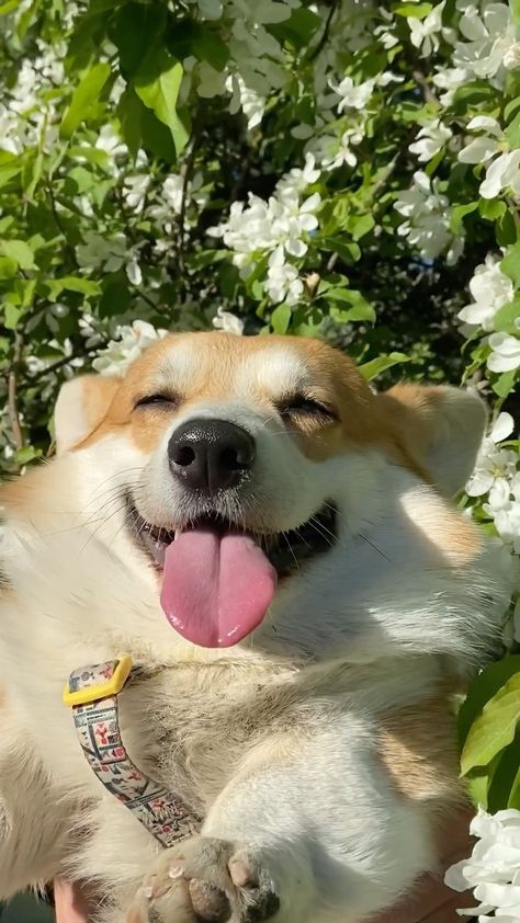 Cute Dogs Corgi, Doggie Wallpaper, Corgi Wallpaper Iphone, Corgis Puppies, Corgi Wallpaper, Corgi Cute, Cute Corgi Puppy, Cutest Puppy Ever, Corgi Art