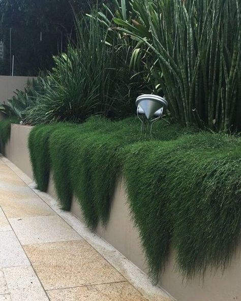 Tropical Landscape Design, Australian Native Garden, Australian Garden, Modern Garden Design, Garden Architecture, Have Inspiration, Ground Cover Plants, Native Garden, Tropical Landscaping