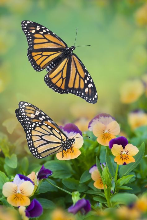 Two Butterflies, Types Of Butterflies, Kunst Inspiration, Butterflies Flying, Butterfly Pictures, Butterfly Kisses, Butterfly Wallpaper, Butterfly Garden, Monarch Butterfly