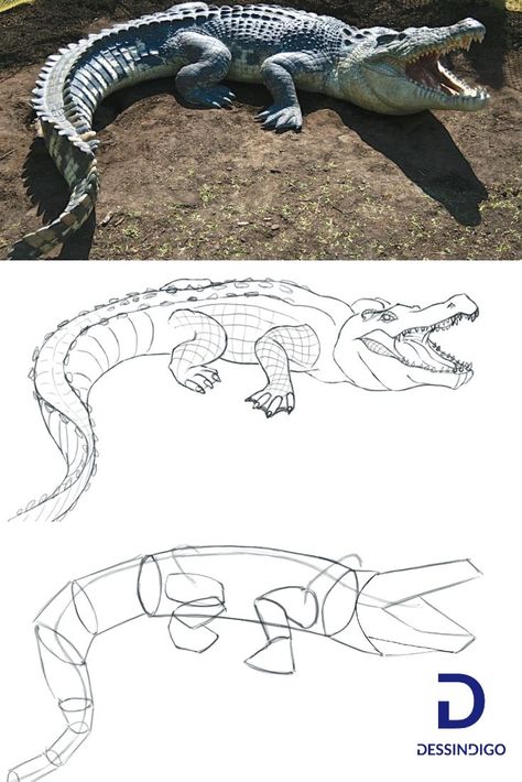 Crocodile Reference Photo, How To Draw Crocodile, How To Draw A Crocodile, Crocodile Reference, Drawing Crocodile, Crocodile Drawing, Alligators Art, Dekoratívne Vence, Animal Drawings Sketches