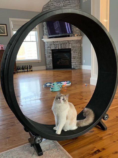 Cat Wheel, Cat Exercise Wheel, Cat Exercise, Cesar Millan, Exercise Wheel, Cat Playground, Cat Info, Best Cat, Cat Room