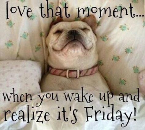 20 Friday Quotes To Help You Celebrate The End Of The Week Friday Jokes, Grumpy Cats, Funny Good Morning, Dog Sleep, Salford City, Friday Meme, Happy Friday Quotes, Friday Quotes Funny, Weekday Quotes