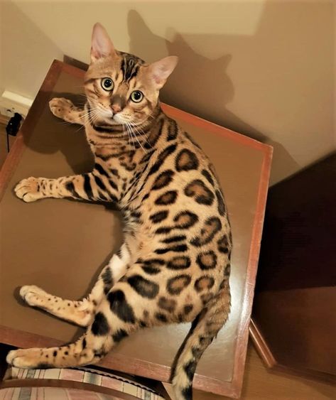 Black Bengal Cat, Gato Bengali, Bengal Kittens For Sale, Gatos Cool, Bengal Kitten, Dream's Cat, Leopard Cat, Bengal Cats, Gorgeous Cats