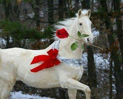 White horse with red rose Christmas Horses, Majestic Horse, All The Pretty Horses, Limassol, Clydesdale, White Horses, Noel Christmas, Pretty Horses, Horse Pictures