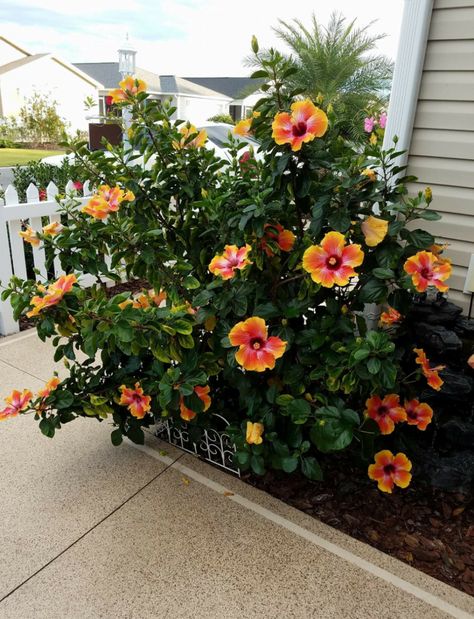 Hibiscus Bush, Growing Hibiscus, Hibiscus Garden, Tropical Landscape Design, Hardy Hibiscus, Florida Landscaping, Tropical Backyard, Hibiscus Plant, Front Yard Garden Design