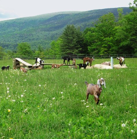 Meat Goats, Farm With Animals, Goat Care, Raising Goats, Farm Lifestyle, Future Farms, Dairy Goats, Mini Farm, Green Pasture