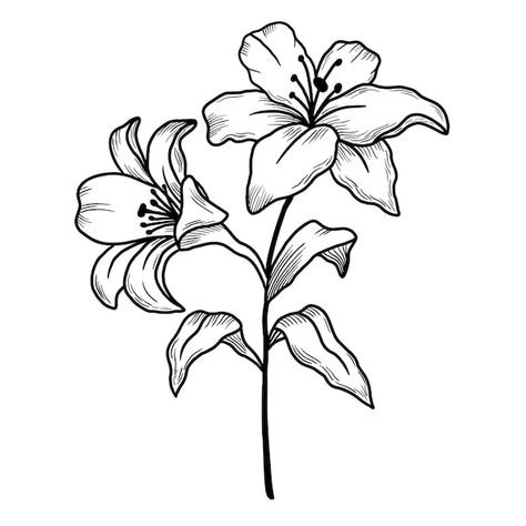 Cartoon Lily Flower, Simple Lily Drawing, Peruvian Lily Drawing, Day Lily Drawing, Lillys Drawing, Lily Doodle, Lily Line Drawing, Lily Outline, Lilly Drawing