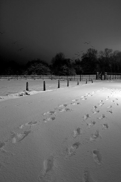 Beautiful! I love taking walks in the snow. Cold Christmas, Vive Le Vent, I Love Snow, Christmas Landscape, Learn To Run, I Love Winter, Run Through, Dark Winter, Winter Scenery