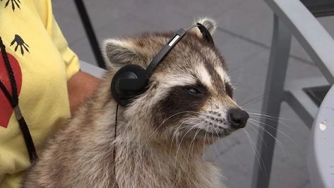 Racoon, It Girl, Headphones